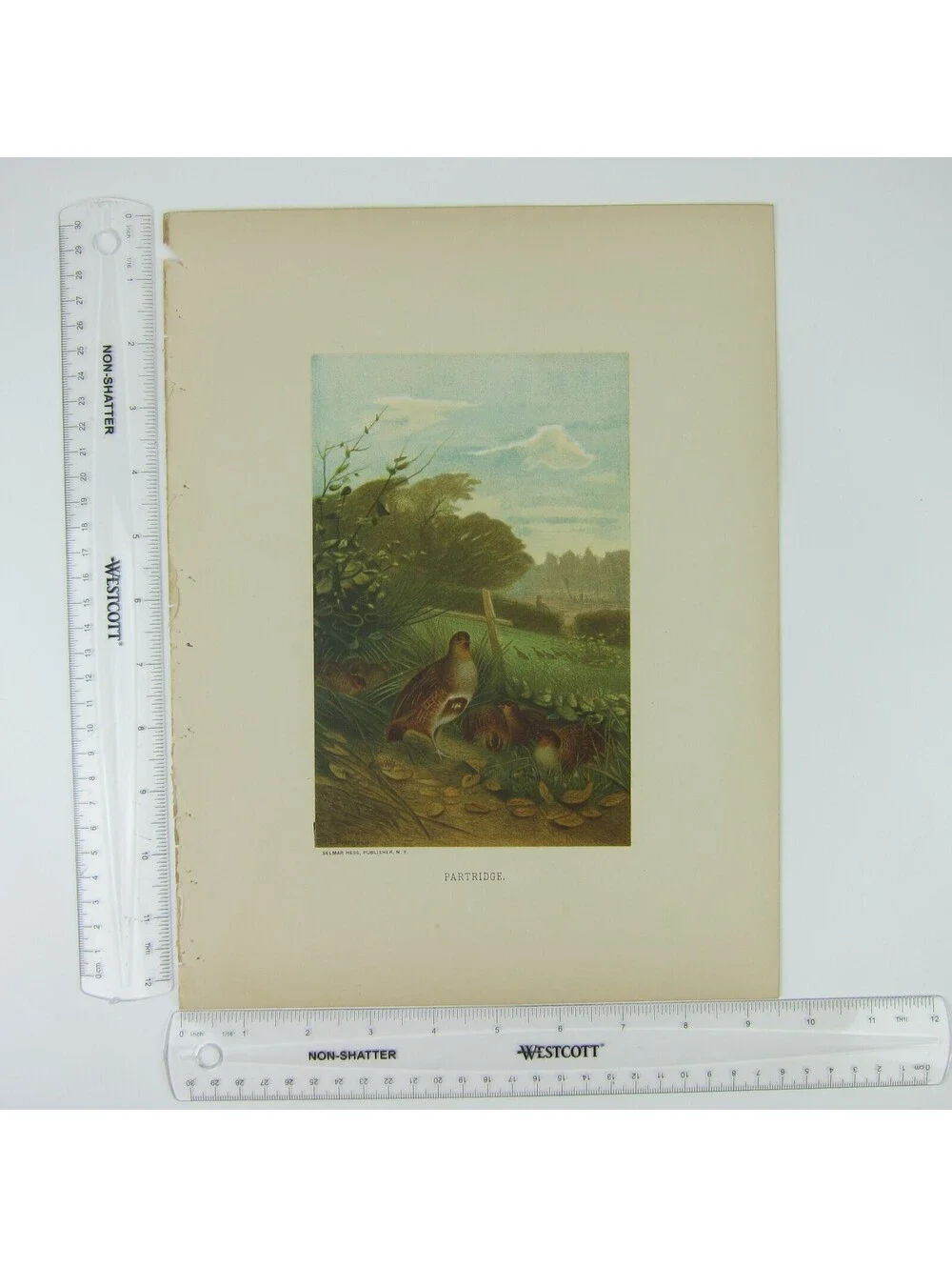 Antique 1898 Victorian Art Bird Print Lithograph Partridge Quail Louis Prang
